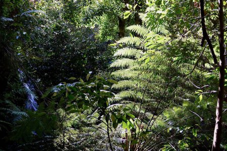 Téléchargez les photos : Une vue dans la forêt au Parc National des Montagnes Bleues en Australie - en image libre de droit