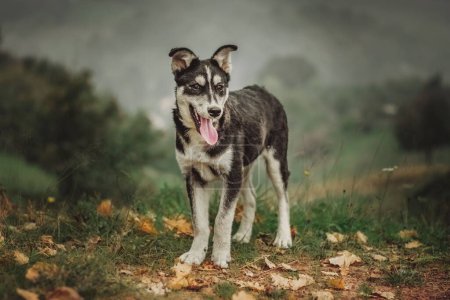 Foto de Un perro blanco y negro de pie con una lengua en una colina en un fondo brumoso - Imagen libre de derechos
