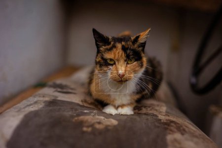 Photo for A closeup of a calico cat looking at the camera. - Royalty Free Image