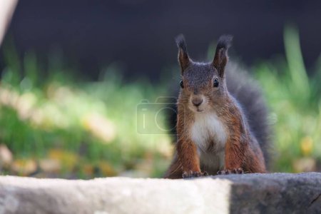 Téléchargez les photos : Gros plan d'un adorable écureuil pelucheux sur une surface de pierre dans un parc - en image libre de droit