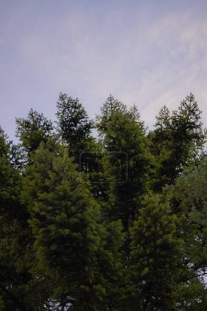 Téléchargez les photos : Un beau paysage d'arbres verts dans une forêt - en image libre de droit
