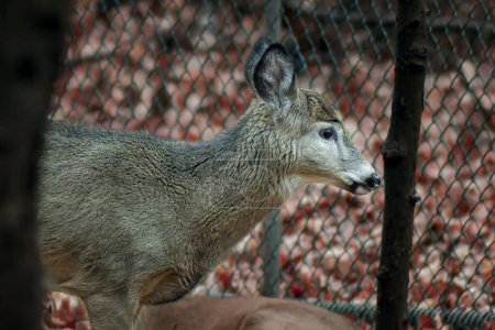 Photo for A closeup of the gray, white-tailed deer (Odocoileus virginianus) in the cage - Royalty Free Image