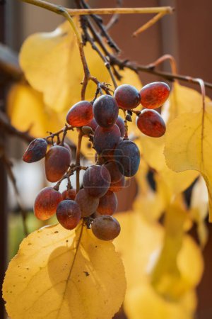 Téléchargez les photos : Gros plan vertical d'une branche de raisin rouge sur une branche d'arbre avec des feuilles jaunes en arrière-plan - en image libre de droit