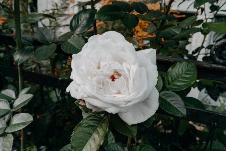 Foto de Una hermosa vista de una rosa Damasco en el jardín - Imagen libre de derechos