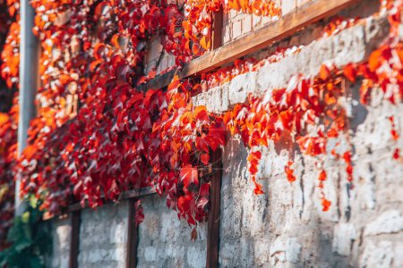 Foto de Las hermosas hojas rojas trepando en una pared - Imagen libre de derechos
