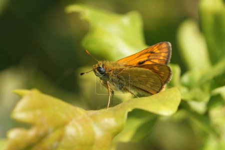 Téléchargez les photos : Gros plan naturel sur un grand papillon européen, Ochlodes sylvanus - en image libre de droit