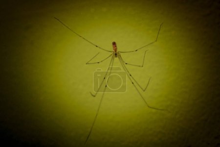 Photo for A closeup shot of a single Pholcus phalangioides spider in the yellow light. - Royalty Free Image