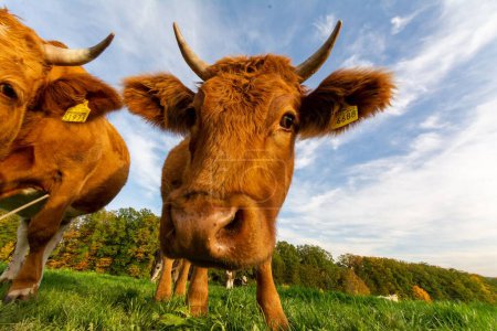 Téléchargez les photos : Plan rapproché d'un troupeau de vaches reniflant la caméra dans le champ vert sous le ciel bleu - en image libre de droit