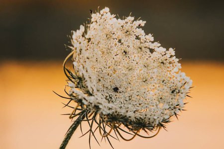 Photo for A beautiful view of a Wild Carrot in the garden - Royalty Free Image