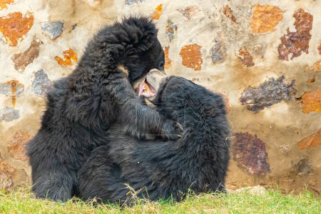 Téléchargez les photos : Une paire d'ours noirs amoureux dans un champ - en image libre de droit