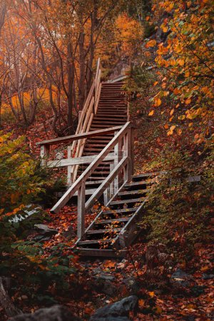 Pionowe ujęcie drewnianych schodów w jesiennych drzewach