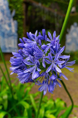 Photo for A closeup shot of a globe of trumpet-shaped blue-petal African lily blossom, in the garden, with green leaves in the background - Royalty Free Image