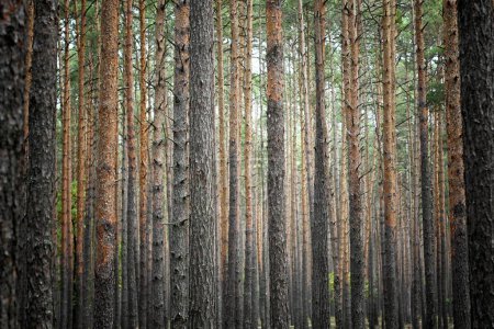 Téléchargez les photos : Les écorces de pins dans une forêt parfaite pour les fonds d'écran et les milieux - en image libre de droit