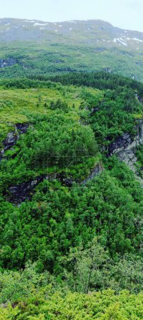 Foto de Un disparo vertical del denso bosque verde en la montaña Akerneset en More og Romsdal, Noruega - Imagen libre de derechos