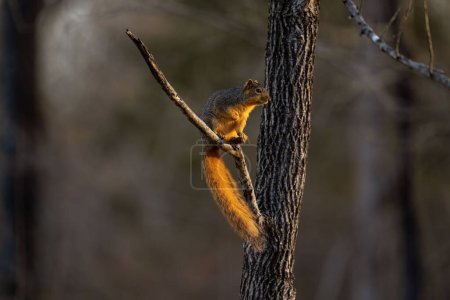 Foto de Un primer plano de una linda ardilla marrón de pie sobre una rama de un árbol sobre un fondo borroso - Imagen libre de derechos