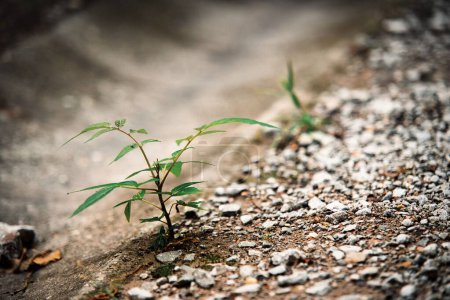 Téléchargez les photos : Les plantes poussant à partir du sol. - en image libre de droit
