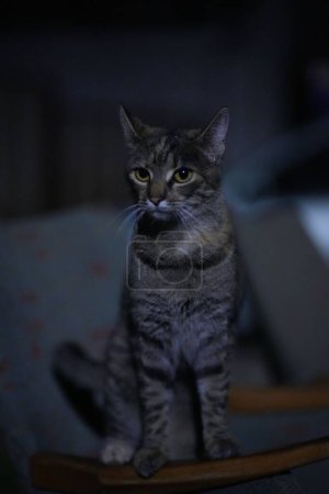 Téléchargez les photos : Gros plan d'un chat domestique à fourrure grise, assis sur une chaise en bois dans la pièce, éclairé par la lumière - en image libre de droit