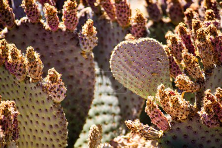 Photo for A closeup of Opuntia rufida or prickly pear cactus growing in the garden - Royalty Free Image