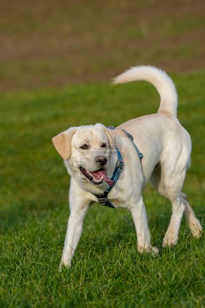 Photo for A cute beige Labrador walking on grass - Royalty Free Image