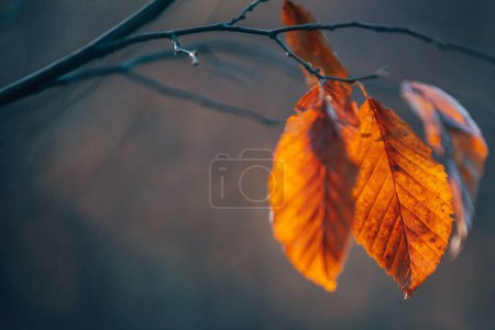 Photo for A close-up shot of a yellow leaf on a tree - autumn, fall - Royalty Free Image