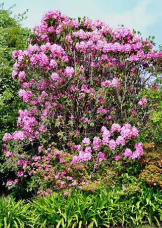 Foto de Flores rosadas en el jardín en primavera - Imagen libre de derechos