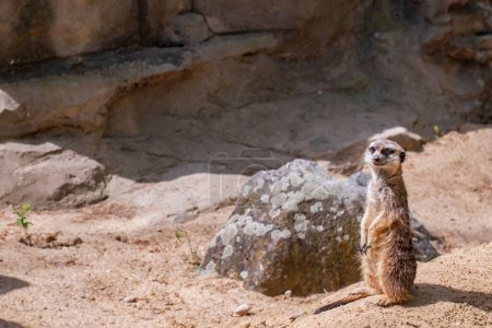 Téléchargez les photos : Un petit suricate mignon regardant vers l'avenir sous la lumière du soleil dans le désert - en image libre de droit