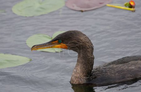 Téléchargez les photos : Un gros plan d'un magnifique cormoran à aigrettes nageant sur un lac - en image libre de droit