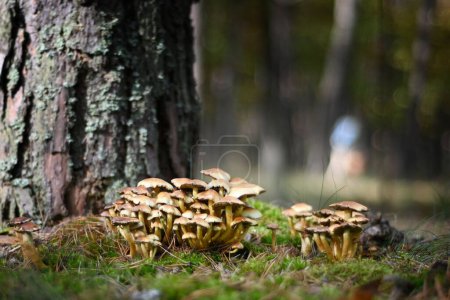 Photo for A cluster of Psatyrella Candollya (Psathyrella candolleana) mushrooms in a forest - Royalty Free Image