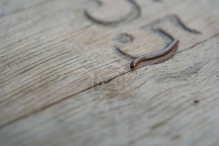 Téléchargez les photos : Mise au point sélective d'un ver Julidae sur une table en bois - en image libre de droit