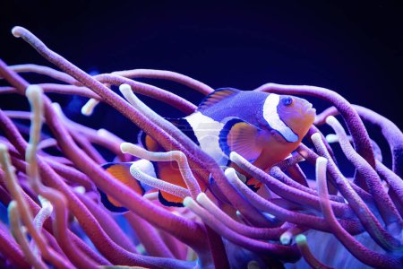 Foto de Un pez payaso en el arrecife de coral, escena submarina macro con fondo azul profundo - Imagen libre de derechos