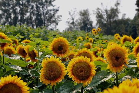 Photo for A beautiful shot of sunflowers growing in a garden - Royalty Free Image