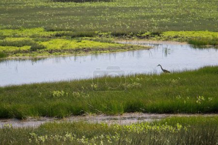 Téléchargez les photos : Une chasse au héron dans les zones humides, le lac et l'herbe autour - en image libre de droit