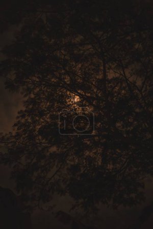 Téléchargez les photos : Vue verticale du clair de lune derrière les branches des arbres la nuit. - en image libre de droit