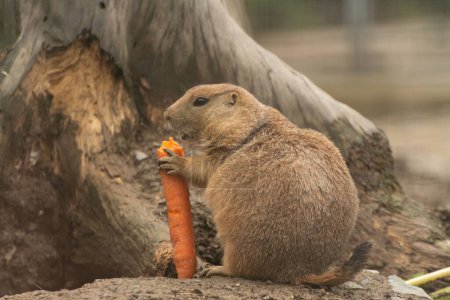 Téléchargez les photos : Un mignon chien de prairie pelucheux (Cynomys) mangeant une carotte dans une cage du zoo pendant la journée - en image libre de droit