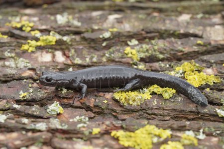 Foto de Primeros planos detallados de una oscura y rara salamandra japonesa Ishizuchi endémica, Hynobius hirosei sobre madera - Imagen libre de derechos