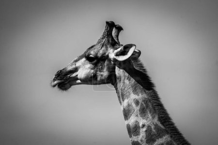 Foto de Una escala de grises de cerca de una jirafa alta con la cabeza contra el cielo diurno - Imagen libre de derechos