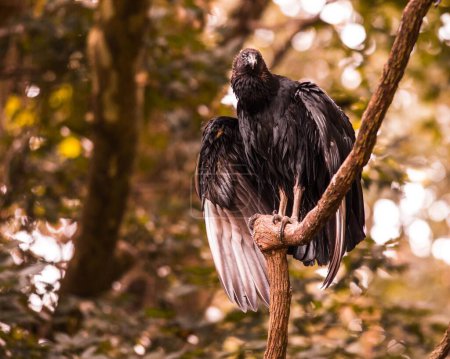 Téléchargez les photos : Plan rapproché d'un vautour noir assis sur une branche avec un fond flou - en image libre de droit