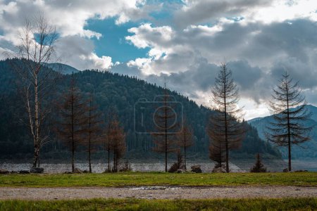 Téléchargez les photos : Les arbres dans le champ avec de grandes montagnes et des forêts en arrière-plan sous le ciel nuageux - en image libre de droit