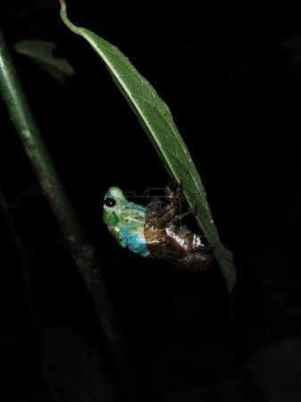 Téléchargez les photos : Gros plan vertical d'une Cicada sur une feuille verte sur un fond sombre - en image libre de droit