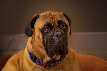 A beautiful view of Bullmastiff at home