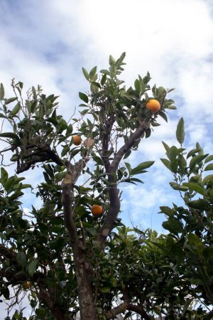 Téléchargez les photos : Un plan à angle bas d'oranges organiques fraîches poussant sur l'arbre contre le ciel bleu nuageux - en image libre de droit