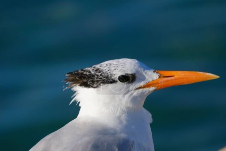 Photo for A closeup of a Royal tern - Royalty Free Image