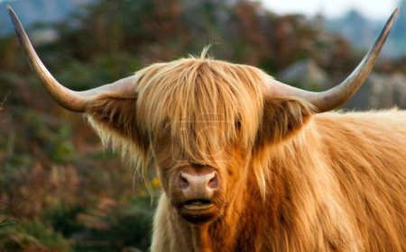 Photo for A closeup of a beautiful Highland cattle in a garden on a sunny day - Royalty Free Image