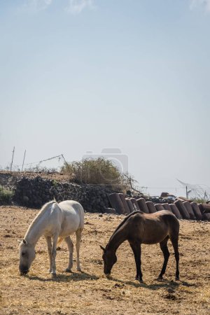 Photo for A vertical shot of two horses grazing in the paddock. - Royalty Free Image