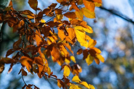 Foto de Un primer plano de hojas amarillentas en ramas de árboles en un campo bajo la luz del sol con un fondo borroso - Imagen libre de derechos