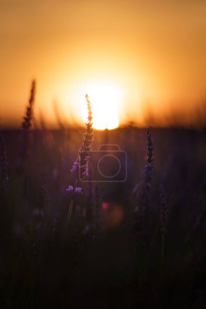 Foto de Un tiro vertical de flores de lavanda que se encuentra creciendo en un campo con una hermosa puesta de sol en el fondo - Imagen libre de derechos
