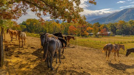 Téléchargez les photos : Le groupe de chevaux dans le champ avec des arbres d'automne en arrière-plan - en image libre de droit