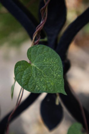 Photo for A vertical shot of a heart-shaped leaf on a vine - Royalty Free Image