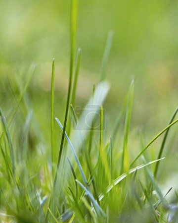 Téléchargez les photos : Un gros plan vertical d'herbe verte dans un champ - en image libre de droit