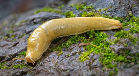 A closeup shot of a banana slug in the Pacific Northwest